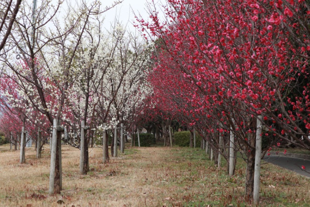 海が見える「花の園」(新築地緑地)